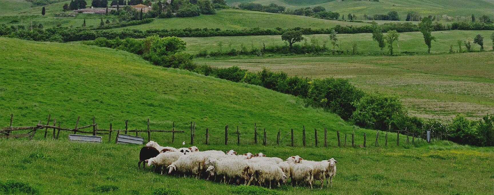 Pecorino Toscano, one of Italy’s greatest examples of “terroir”