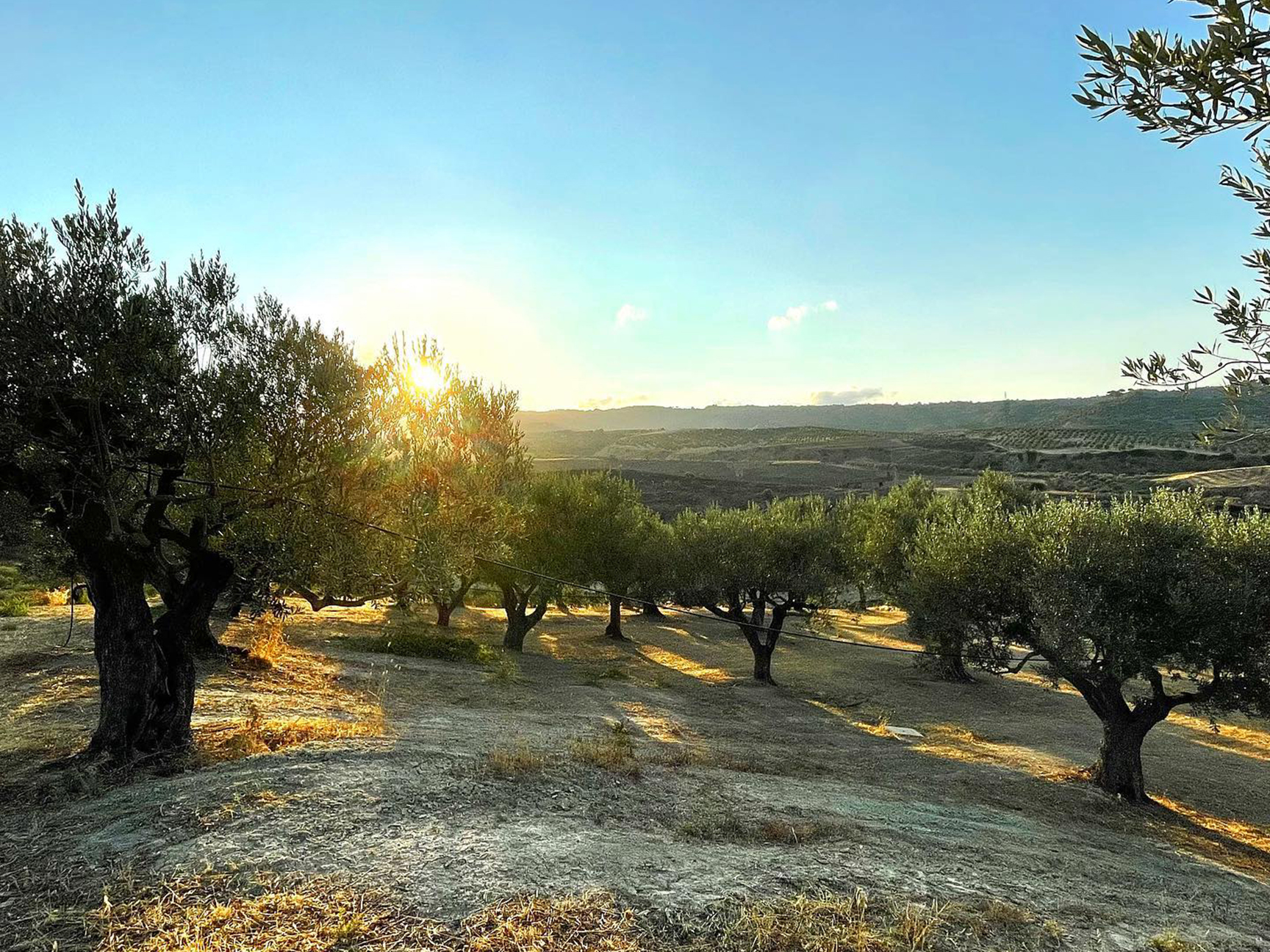 Taste Calabrian olive oil featuring Tenuta Pantano, October 27 at Eataly Dallas.